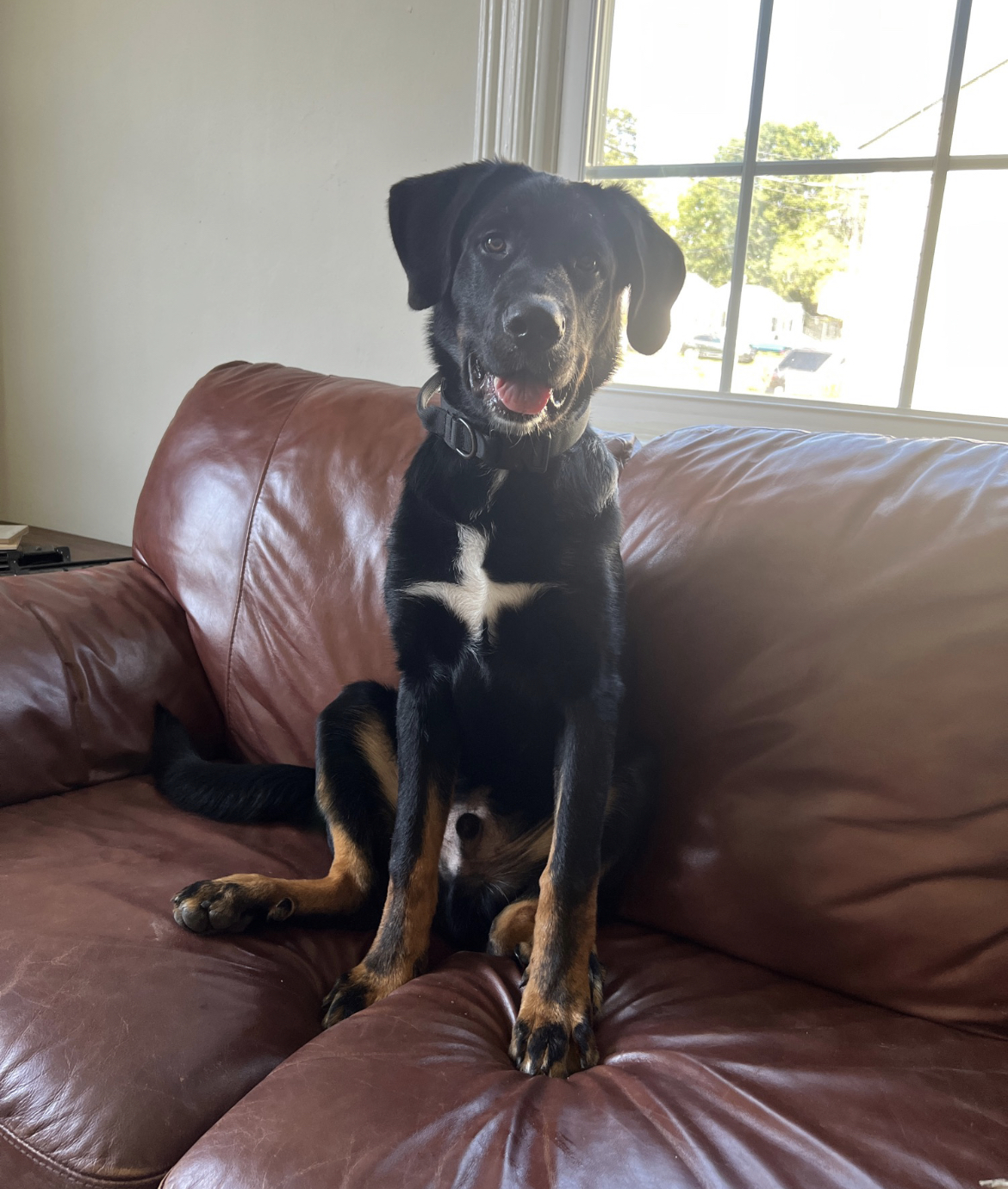DOGDLE — Guess Sam's Breeds!
