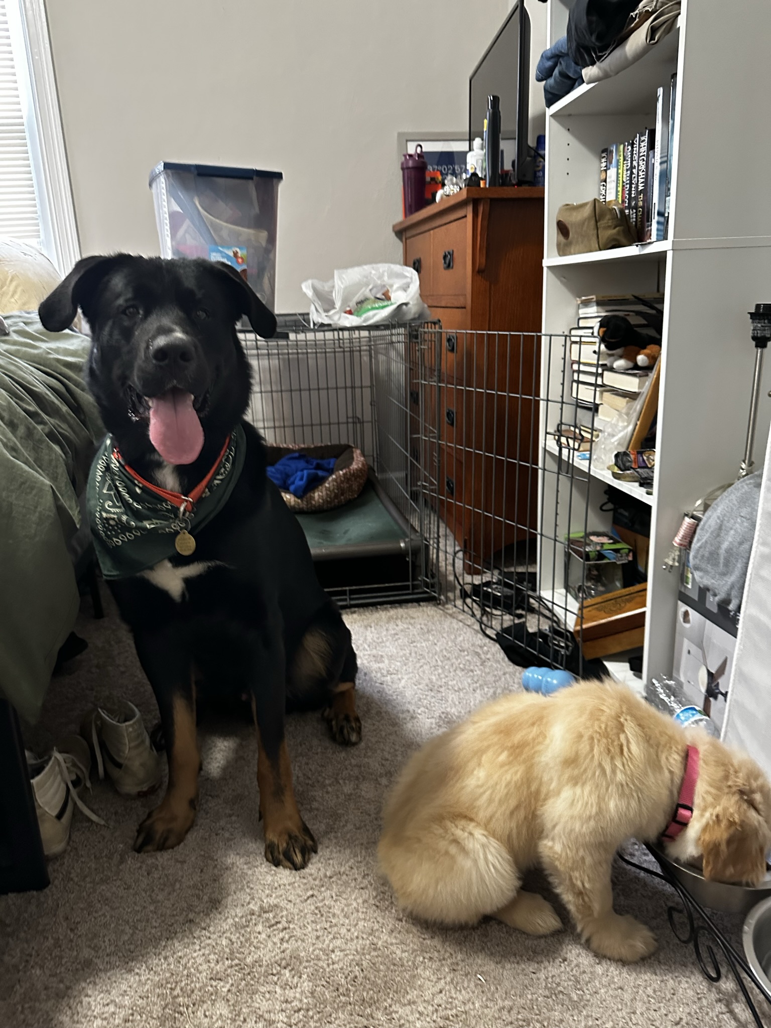 About: DOGDLE