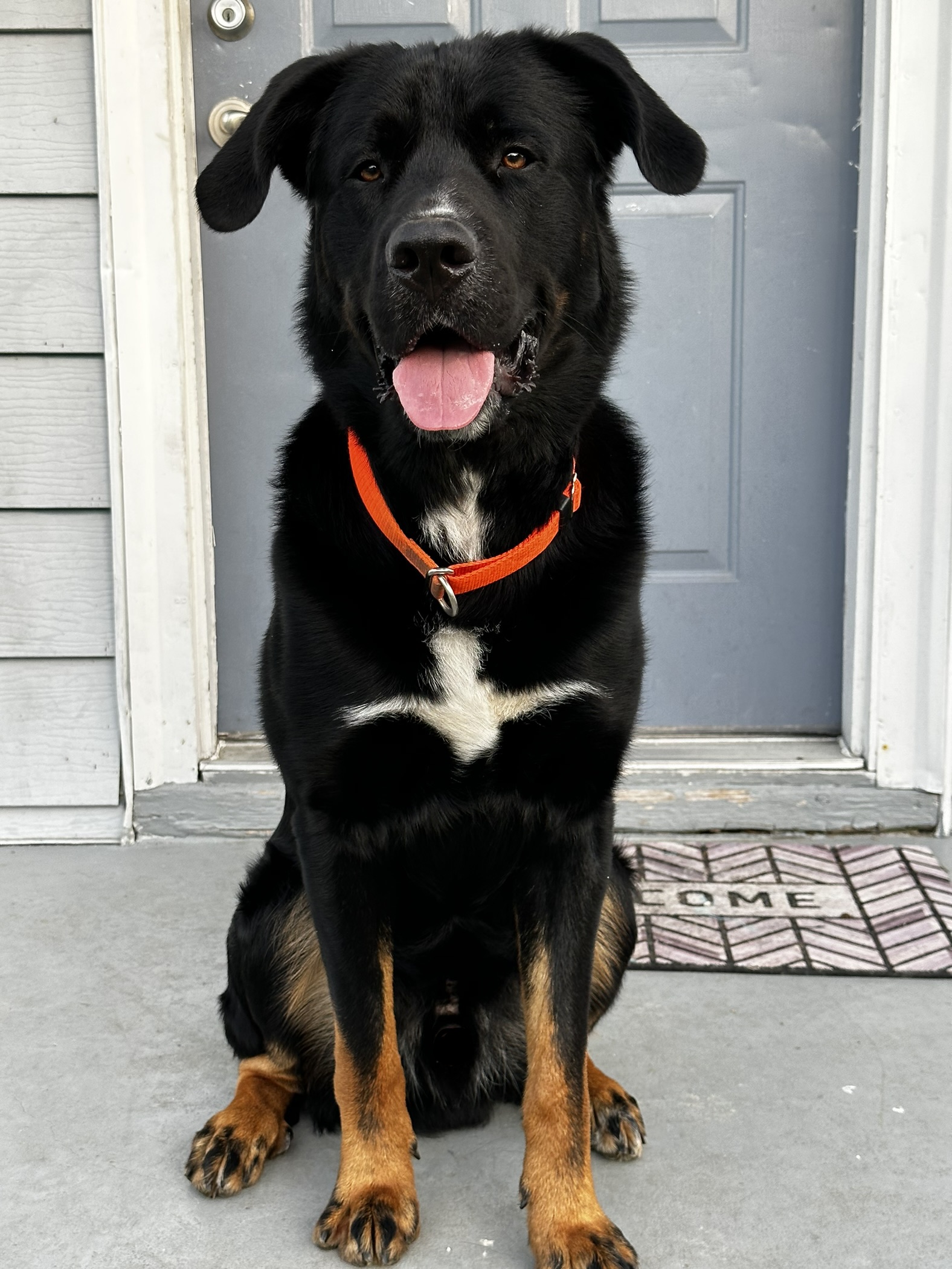 About: DOGDLE