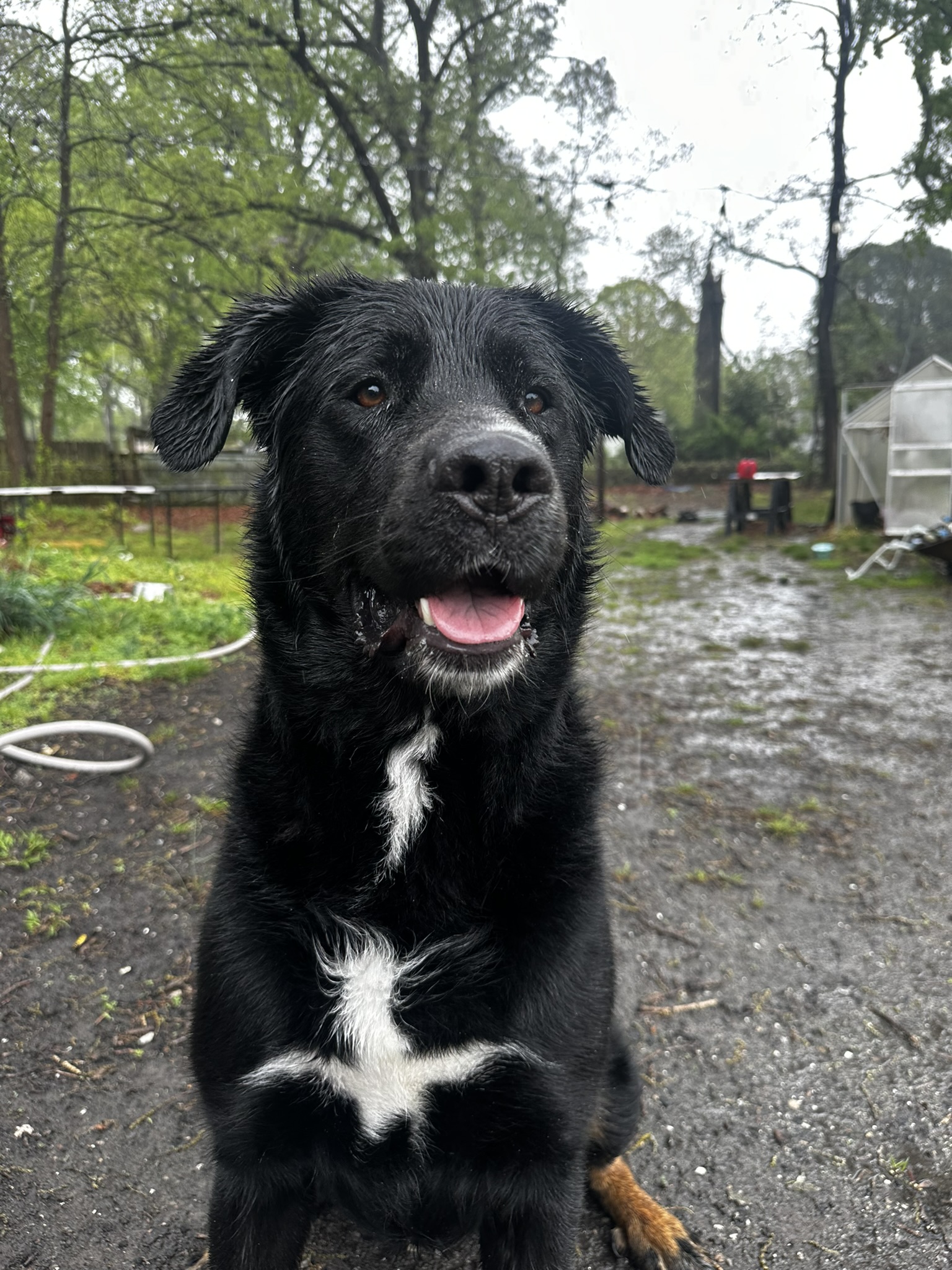 About: DOGDLE